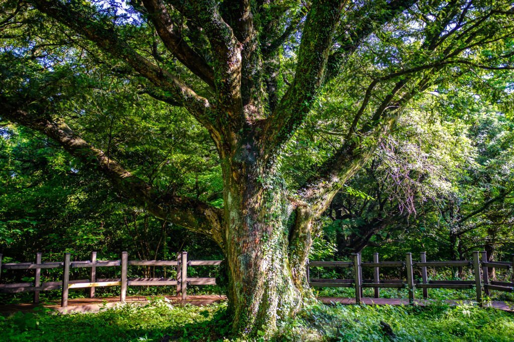 Bijarim-Forest-New-Millennium-Nutmeg-Tree-Jeju