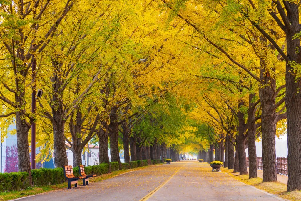 Asan-Ginkgo-Tree-Road-Autumn-Korea