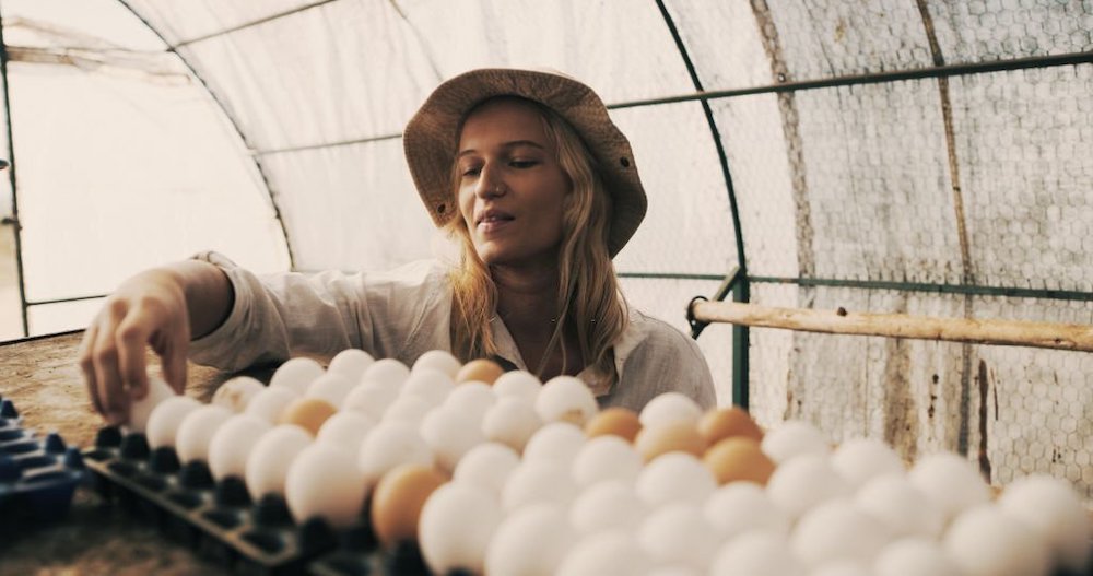 Shot of a young woman sorting eggs in a farm shed
