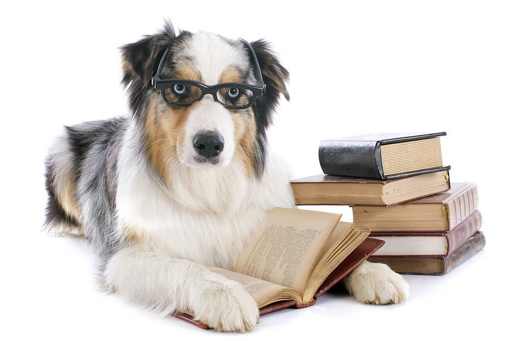 Dog with books
