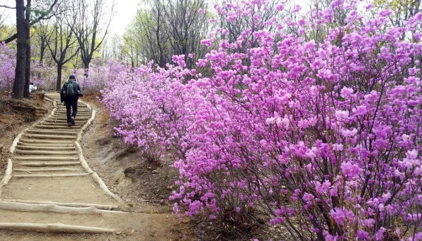 Azaleas in Cheonggyesan Mountain