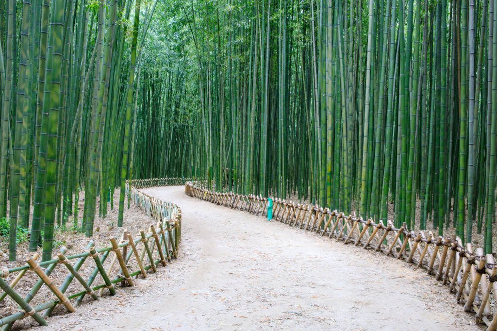 Bamboo Forest in Taehwagang Park