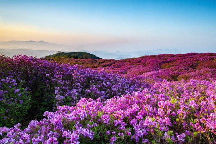 Flowers in Hwangmaesan County Park
