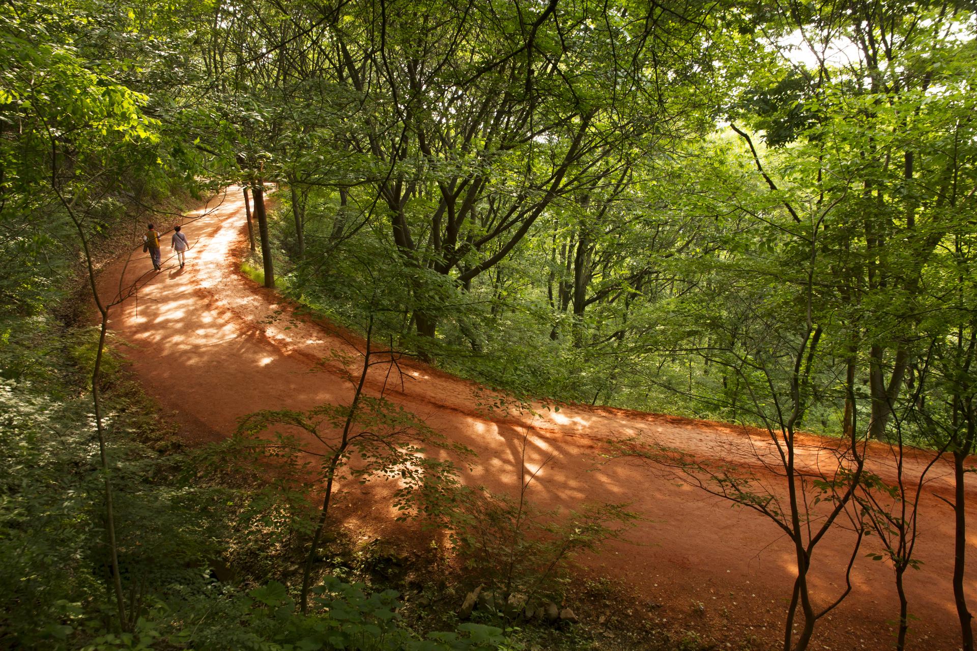 Red Clay Trail in Gyejoksan Mountain