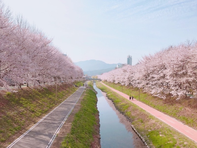Yangjaecheon Stream in Spring