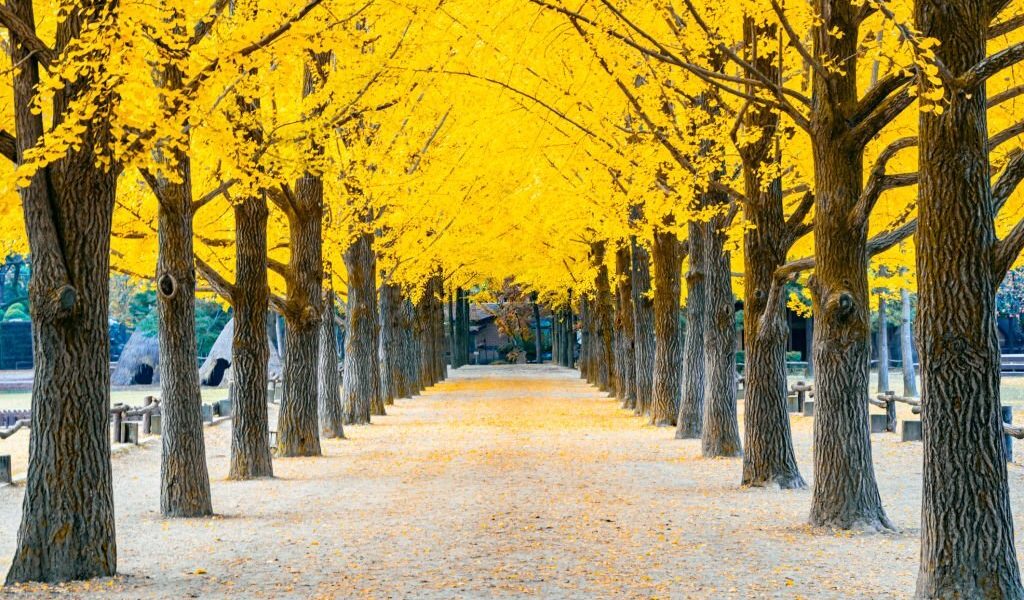 Best Things To Do In Nami Island