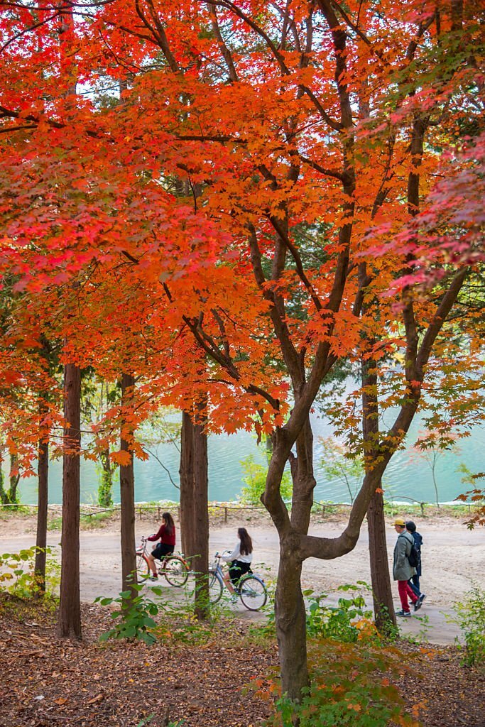 Nami-Island-Bike-Cycling-Autumn