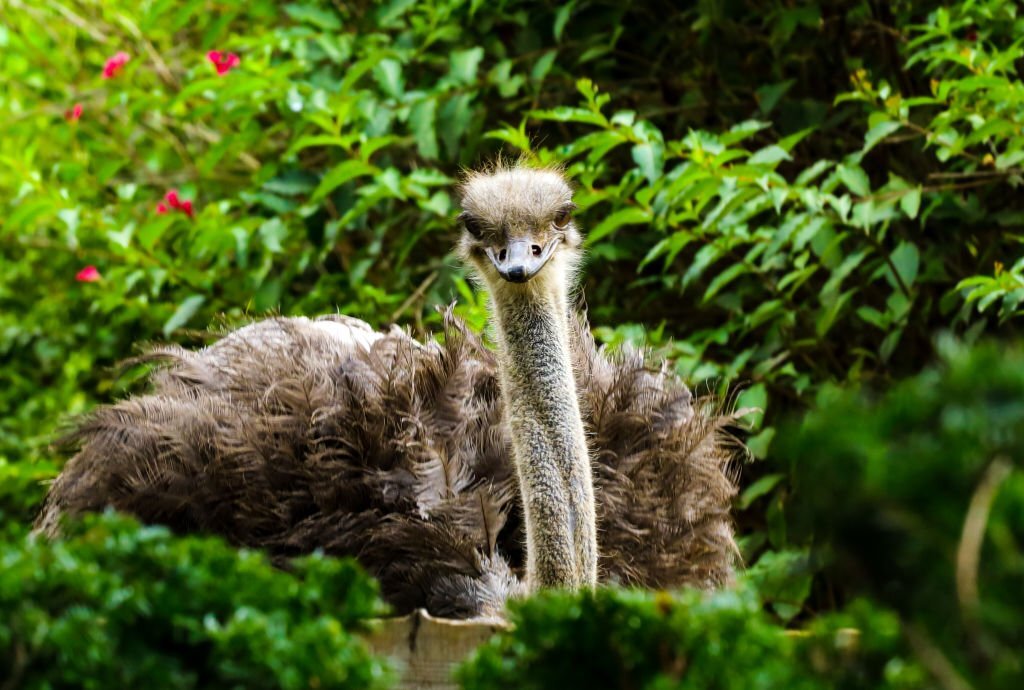 Nami-Island-Ostrich-Farm-Bird